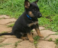 dark blue, a female German Shepherd Dog for sale in Denison, TX – Photo 3 of 8