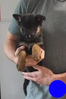 dark blue, a female German Shepherd Dog for sale in Denison, TX – Photo 2 of 8