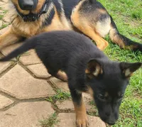 dark blue, a female German Shepherd Dog for sale in Denison, TX – Photo 6 of 8