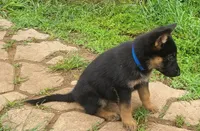 dark blue, a female German Shepherd Dog for sale in Denison, TX – Photo 4 of 8