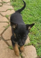 dark blue, a female German Shepherd Dog for sale in Denison, TX – Photo 5 of 8