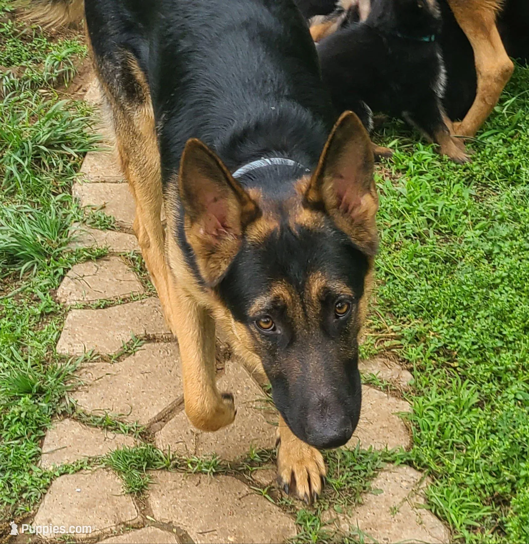 dark green, a female German Shepherd Dog for sale in Denison, TX – Photo 4 of 8