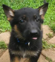 light blue, a male German Shepherd Dog for sale in Denison, TX – Photo 1 of 9