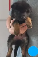 light blue, a male German Shepherd Dog for sale in Denison, TX – Photo 2 of 9