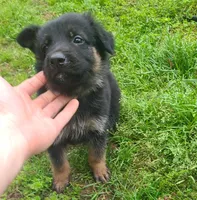 light blue, a male German Shepherd Dog for sale in Denison, TX – Photo 5 of 9