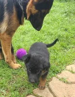 light blue, a male German Shepherd Dog for sale in Denison, TX – Photo 4 of 9