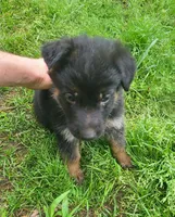 light blue, a male German Shepherd Dog for sale in Denison, TX – Photo 6 of 9