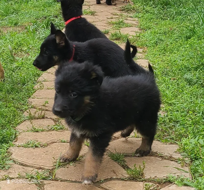light blue – German Shepherd Dog puppy for sale in Denison, TX