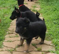 light blue, a male German Shepherd Dog for sale in Denison, TX – Photo 3 of 9