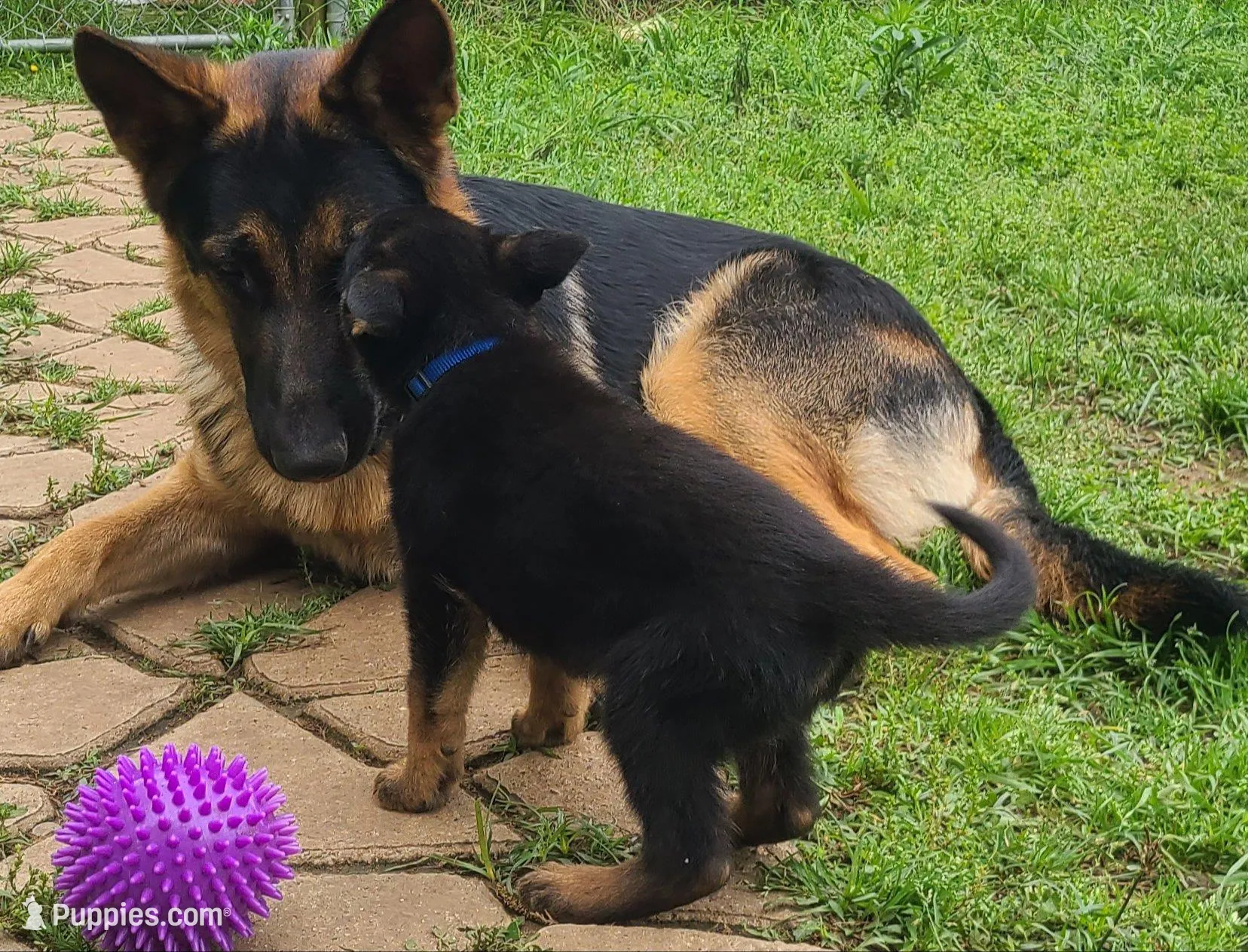 light blue, a male German Shepherd Dog for sale in Denison, TX – Photo 7 of 9