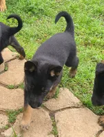 Red, a female German Shepherd Dog for sale in Denison, TX – Photo 4 of 6