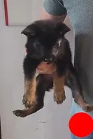 Red, a female German Shepherd Dog for sale in Denison, TX – Photo 2 of 6