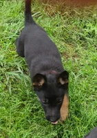 Red, a female German Shepherd Dog for sale in Denison, TX – Photo 3 of 6