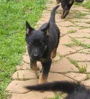 Red, a female German Shepherd Dog for sale in Denison, TX – Photo 1 of 6