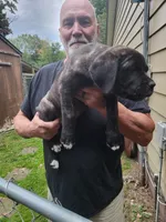 She and he, a female Cane Corso for sale in Nunica, MI – 3 of 7