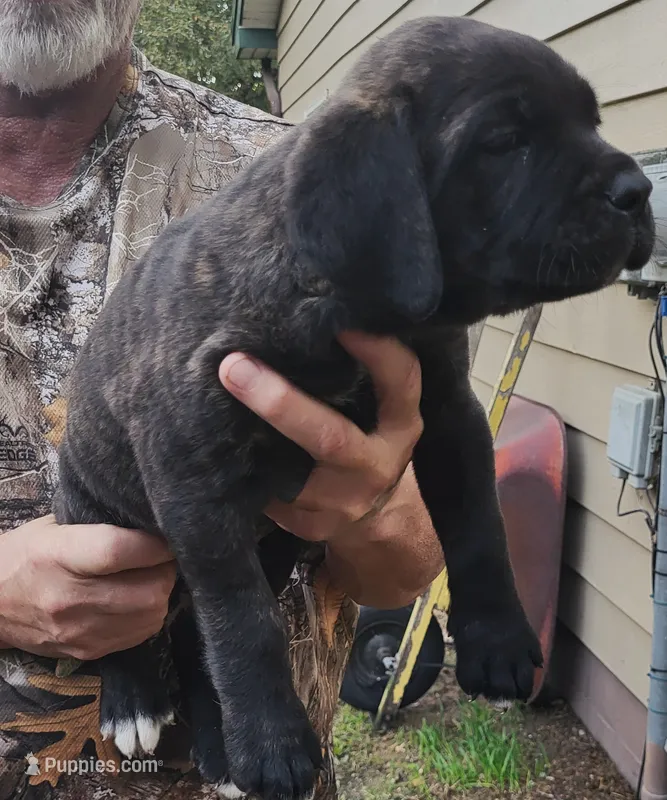 Chocolate  – Cane Corso puppy for sale in Nunica, MI