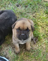 Dark Fawn , a male Cane Corso for sale in Nunica, MI – 2 of 3