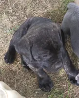 Chocolate , a female Cane Corso for sale in Nunica, MI – 4 of 6