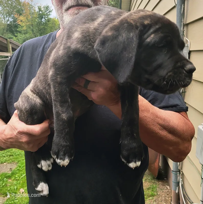 She and he – Cane Corso puppy for sale in Nunica, MI