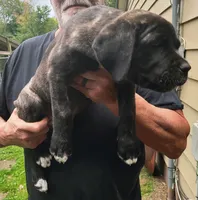 She and he, a female Cane Corso for sale in Nunica, MI – 1 of 7