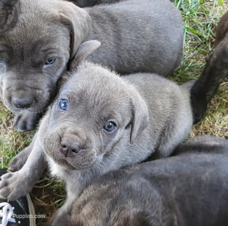 Blue boy – Cane Corso puppy for sale in Nunica, MI
