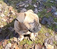 Dark Fawn , a female Cane Corso for sale in Nunica, MI – 3 of 4