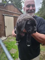 Black and brindle , a male Cane Corso for sale in Nunica, MI – 4 of 7