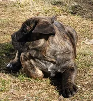 Chocolate , a female Cane Corso for sale in Nunica, MI – 6 of 6