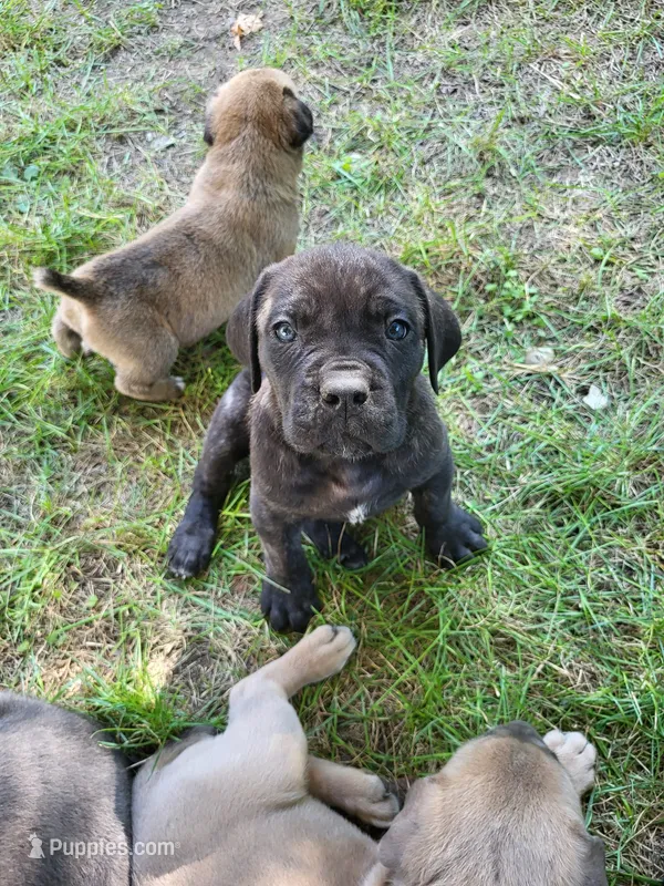 Sire – Cane Corso puppy for sale in Nunica, MI