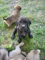 Sire, a male Cane Corso for sale in Nunica, MI – 1 of 1
