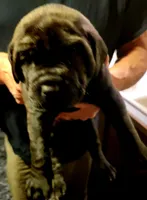 Black Brindle, a male Cane Corso for sale in Nunica, MI – Photo 3 of 7