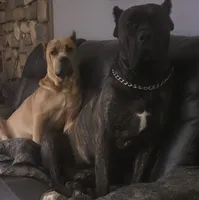 Black Brindle, a male Cane Corso for sale in Nunica, MI – Photo 2 of 7