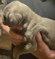 Black Brindle, a male Cane Corso for sale in Nunica, MI – Photo 4 of 7