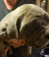 Black Brindle, a male Cane Corso for sale in Nunica, MI – Photo 6 of 7
