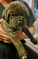 Black Brindle, a male Cane Corso for sale in Nunica, MI – Photo 7 of 7