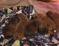 Black Brindle, a male Cane Corso for sale in Nunica, MI – Photo 1 of 7