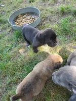 Ebony, a female Cane Corso for sale in Nunica, MI – 2 of 2