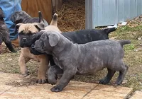 Male gray, a male Cane Corso for sale in Nunica, MI – 3 of 4