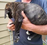 She and he, a female Cane Corso for sale in Nunica, MI – 2 of 7
