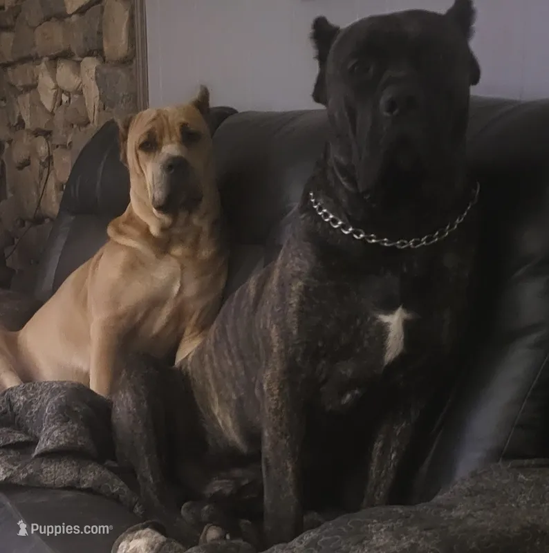 Blue – Cane Corso puppy for sale in Nunica, MI