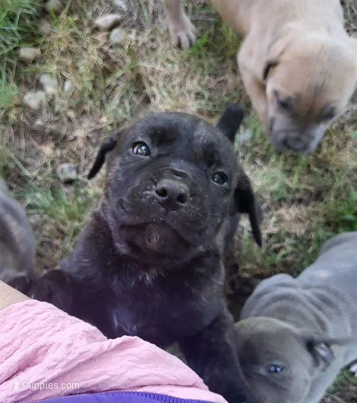 Black Brindle – Cane Corso puppy for sale in Nunica, MI
