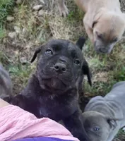 Black Brindle, a female Cane Corso for sale in Nunica, MI – 1 of 5