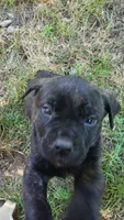 Black Brindle, a female Cane Corso for sale in Nunica, MI – 5 of 5