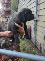 Chocolate , a female Cane Corso for sale in Nunica, MI – 2 of 6