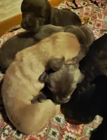Fawn she, a female Cane Corso for sale in Nunica, MI – 3 of 3