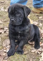 Black , a male Cane Corso for sale in Nunica, MI – Photo 2 of 2
