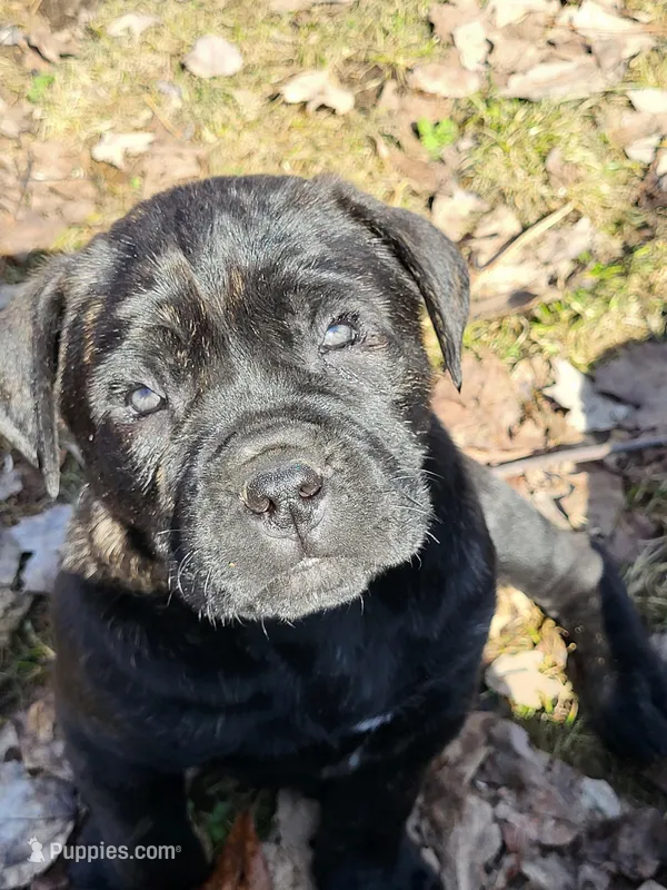 Black , a male Cane Corso for sale in Nunica, MI – Photo 1 of 2