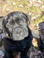 Black , a male Cane Corso for sale in Nunica, MI – Photo 1 of 2