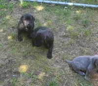 Black Brindle, a female Cane Corso for sale in Nunica, MI – 2 of 5