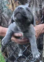 Star, a female Cane Corso for sale in Nunica, MI – 2 of 3